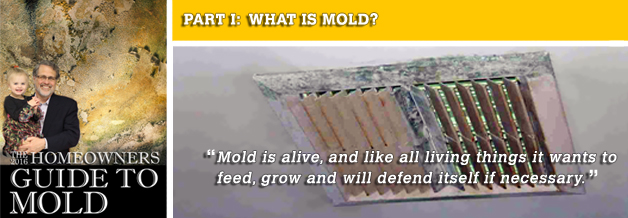 The 2016 Homeowners Guide to Mold - Part 1