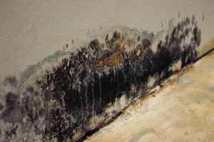 Trifect Mold Removal and InstaScope Testing